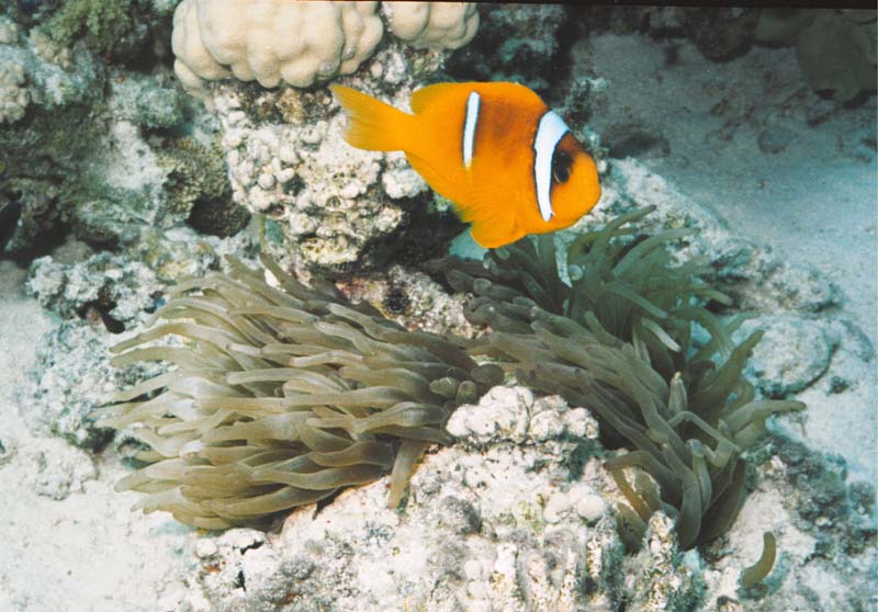  Anemone Fish